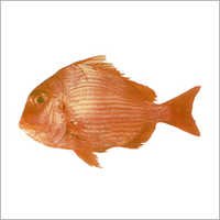 Long Spine Sea Bream - Average Weight 250-500g, Orange Color | Delicious Aroma, Fresh Taste, High Nutritional Value, Various Packaging Options