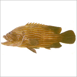 Reef Cod