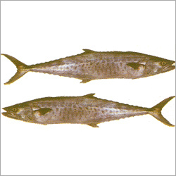 Seer Fish