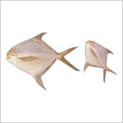 Silver Pomfret