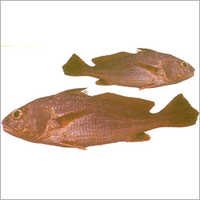 Tiger Toothed Croaker