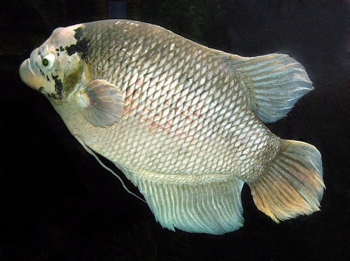 Giant Gourami Fish - Giant Gourami Fish Manufacturer & Supplier ...