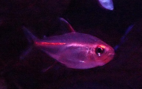 Glow light tetra Fish