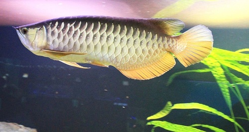 Golde Arowana Fish