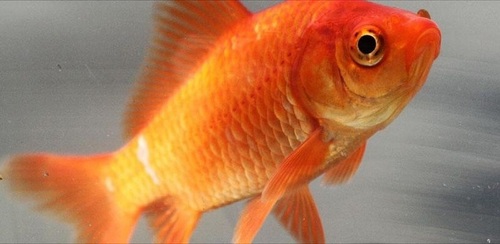 Gold Fish