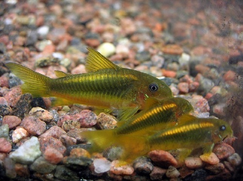 Green Gold Catfish Fish