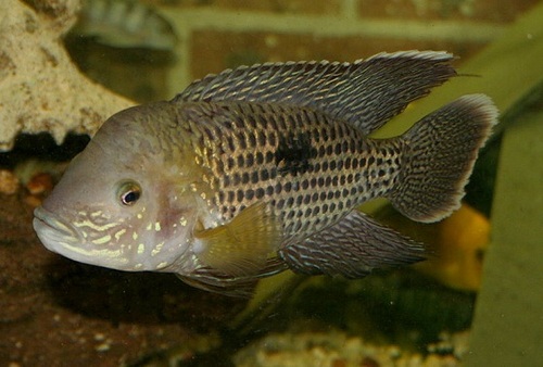 Green Terror Fish