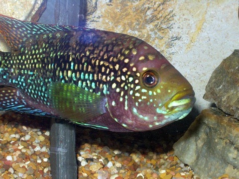 Jack Dempsey Fish