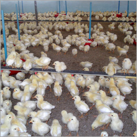 Chick Deepleater (Nipple Watering System)