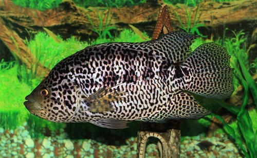 Jaguar cichlid fish