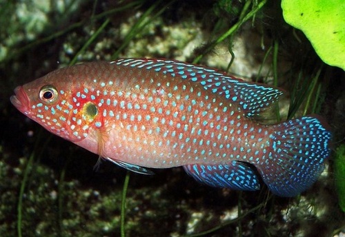Jewel Cichlid Aquarium Fish