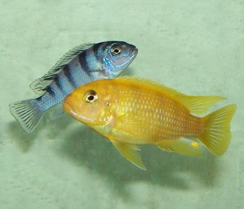 Kenyi cichlid
