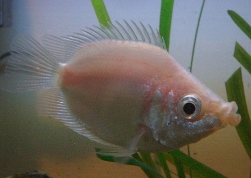 Kissing Gourami