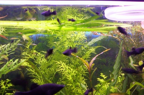 Molly Fish