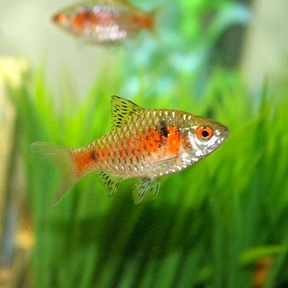 Odessa barb