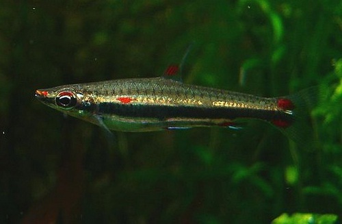 Pencil Fish