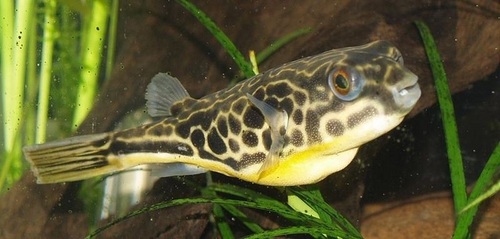 Puffer fish