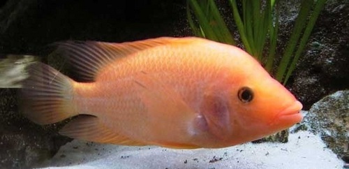 Red Devil