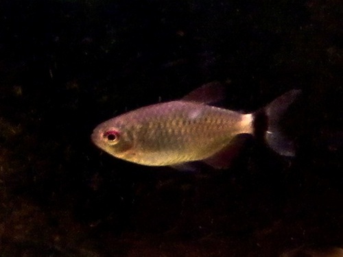 Red Eye tetra