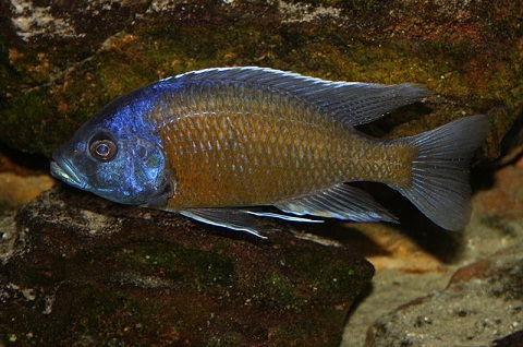 Red fin hap