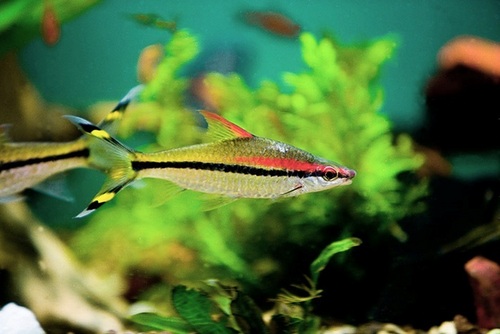 fish