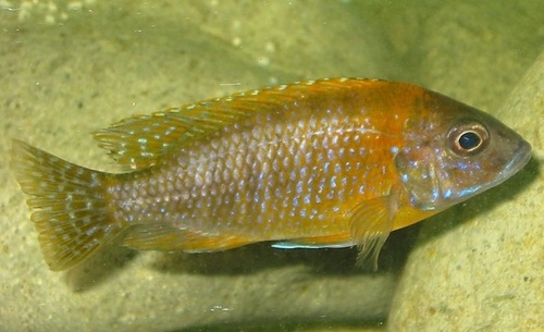 Red peacock