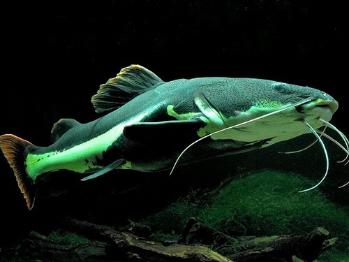 Red tail Catfish