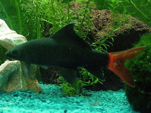 Red-tailed black shark