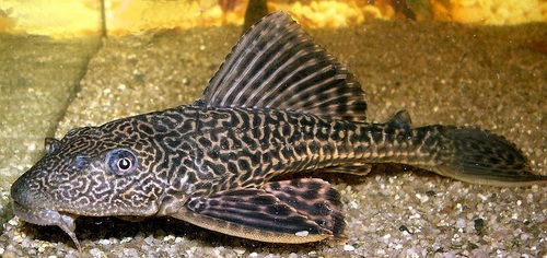Sailfin catfish