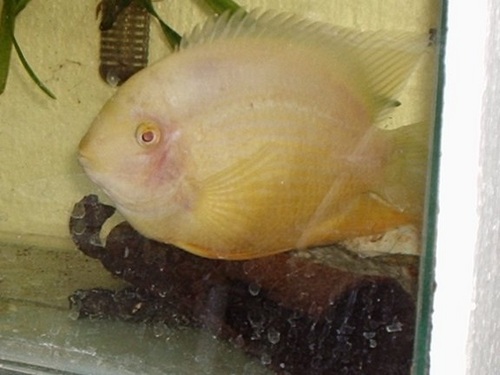 Severum