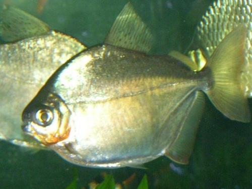 Silver Dollar