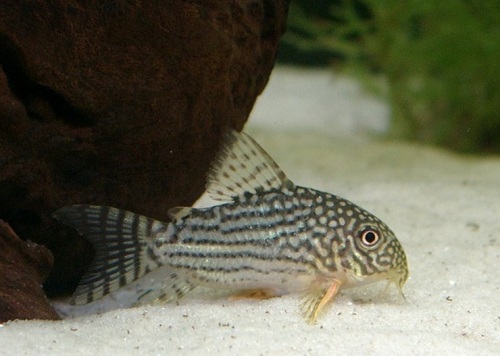 Sterba's catfish