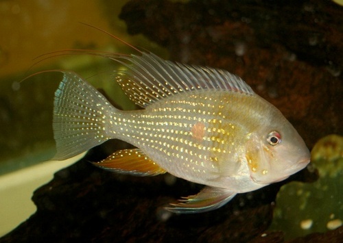 Thread-finned acara