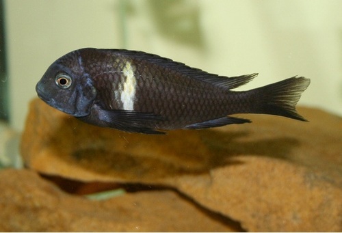 Tropheus duboisi