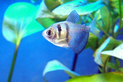 Widow Tetra