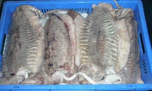 Cuttle Fish