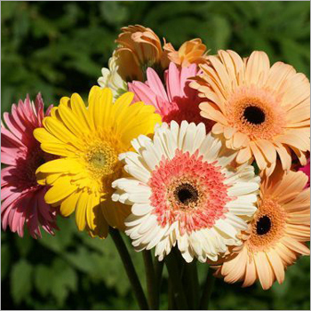 Gerbera Flower