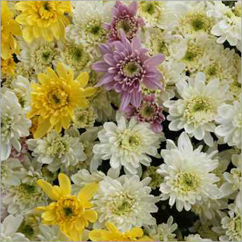 Natural Chrysanthemum Flower