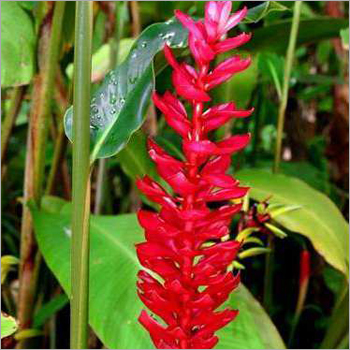 Red Ginger Alpinia Purpurata Flower
