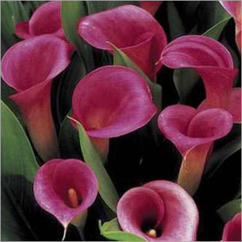 Zantedeschia Calla Lily