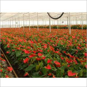 Anthurium Flower Anthurium Flower
