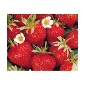 Strawberry Fruit Strawberry Fruit