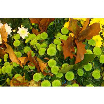 Fresh Flower Plant Fresh Flower Plant