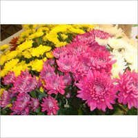 Chrysanthemum Flower Plant
