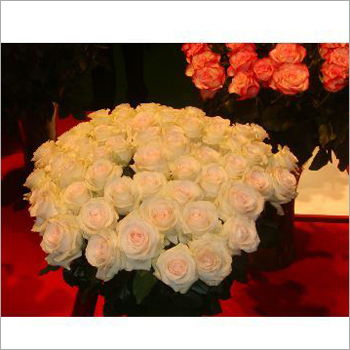 White Rose Flower