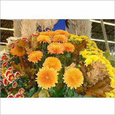 Flower 6