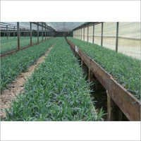 Carnation Plant Material
