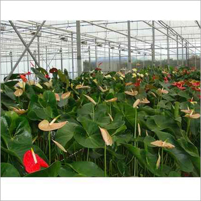 Anthurium Vogels