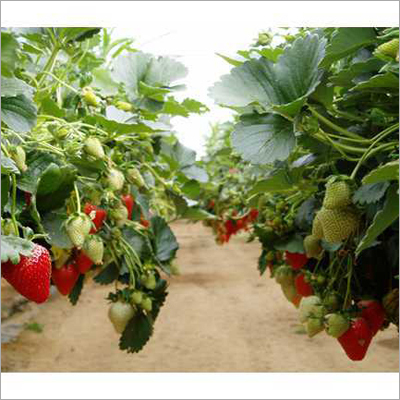 Plant Propagation Materials