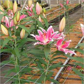 Flower Plant
